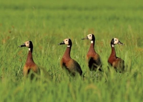 Actividades Aves Uruguay