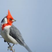 Asamblea Anual de Aves Uruguay